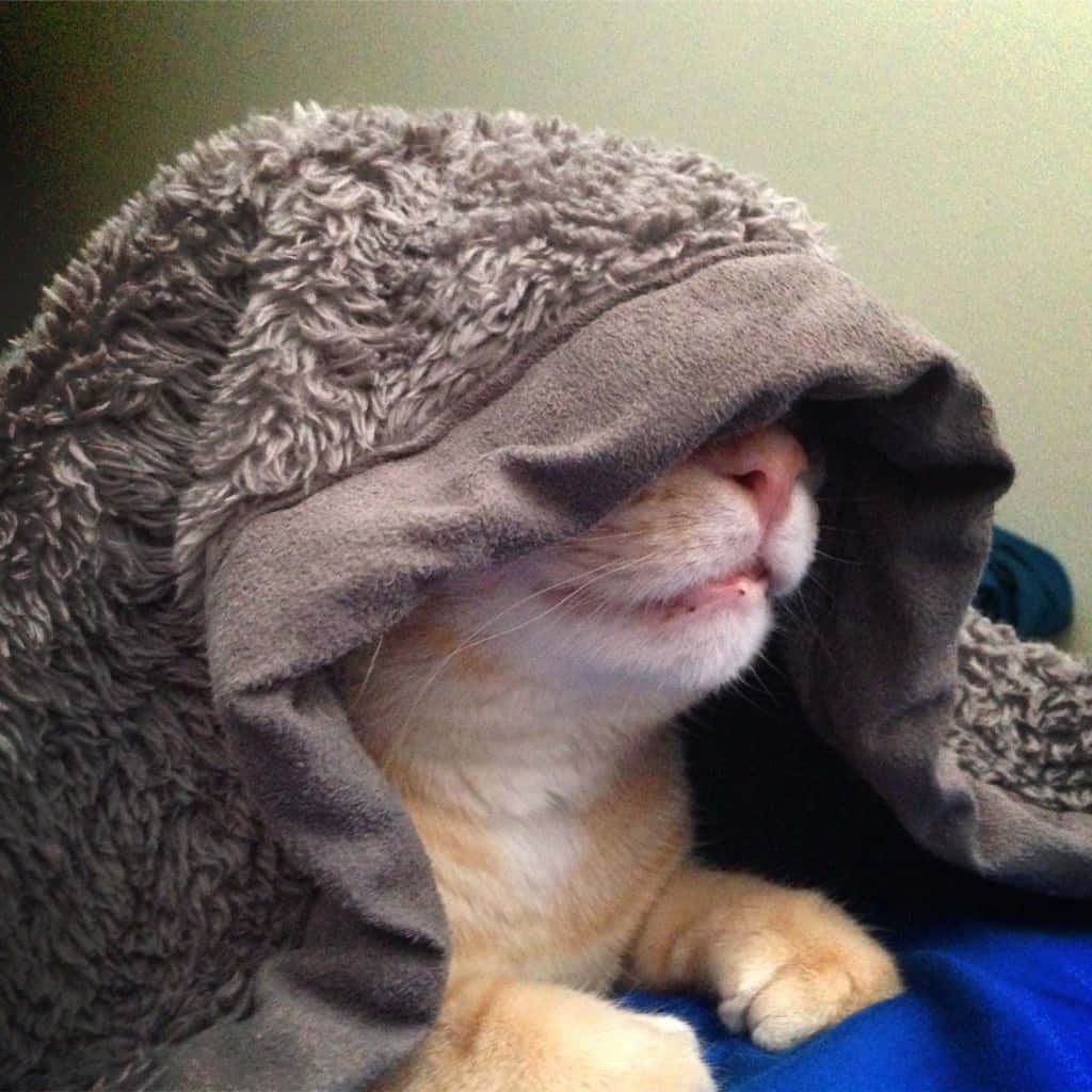 A Cat Is Covered In A Blanket