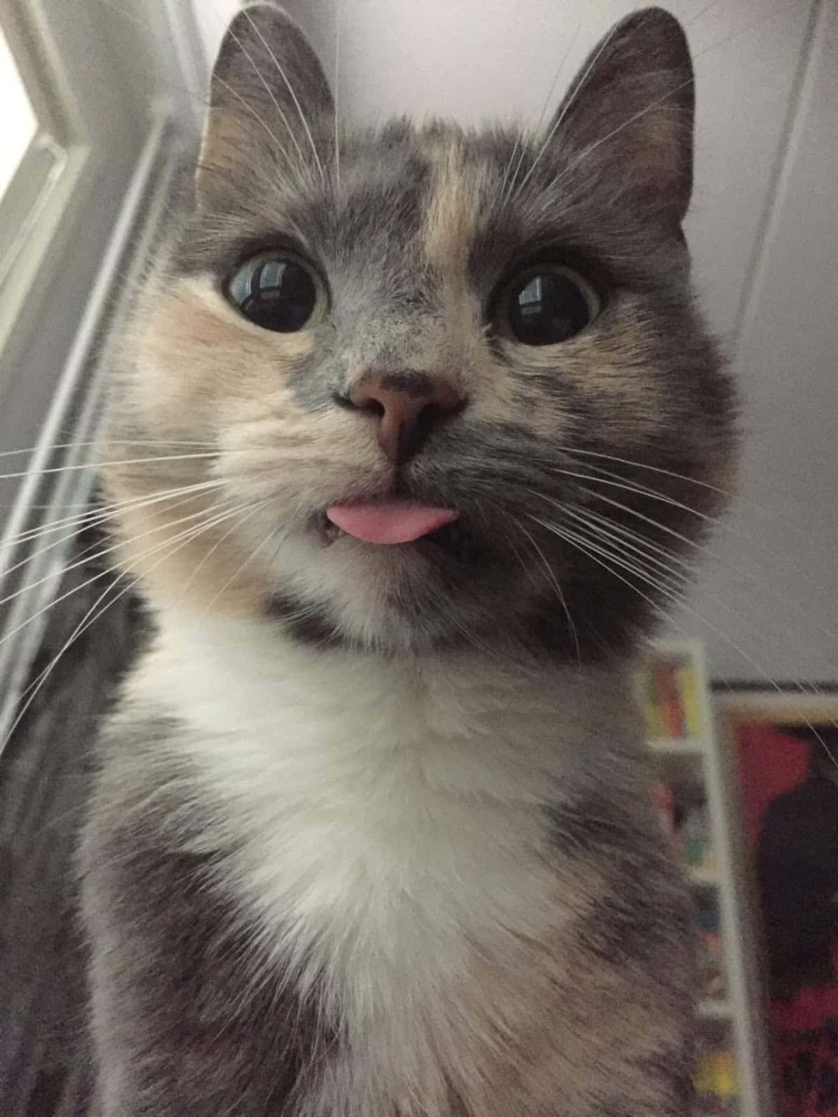 A Cat Is Sticking Its Tongue Out