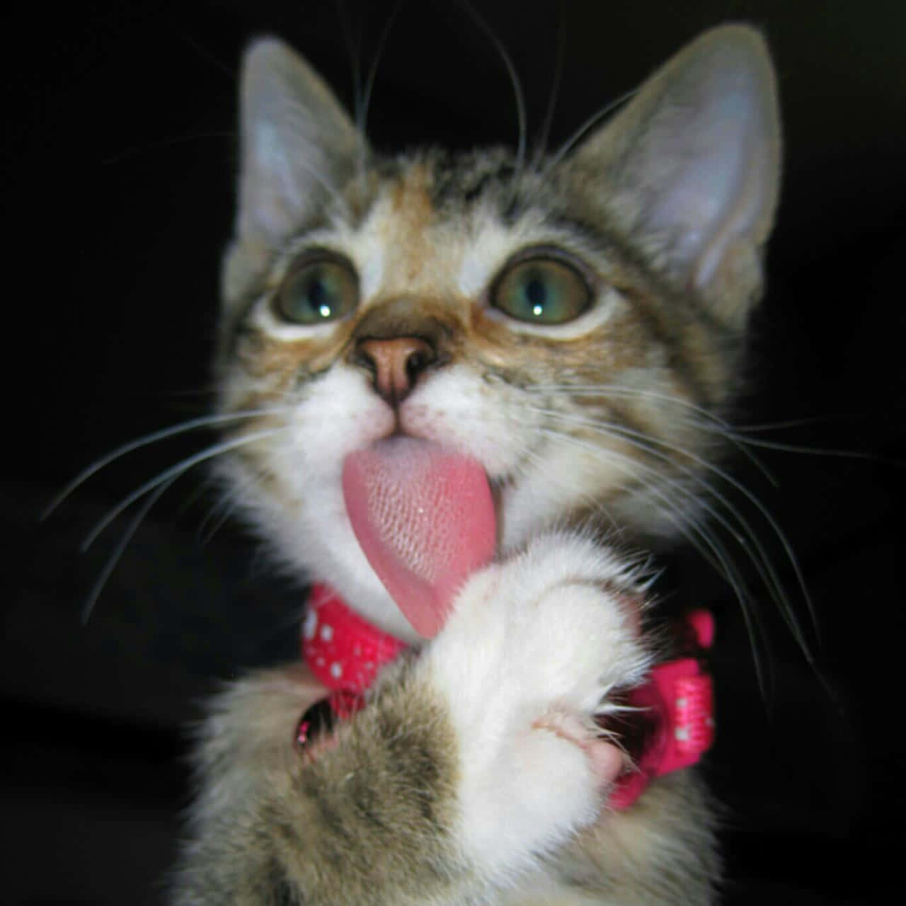 Diefreuden Der Katzenelternschaft - Lustige Katze Genießt Einen Moment Des Spielens
