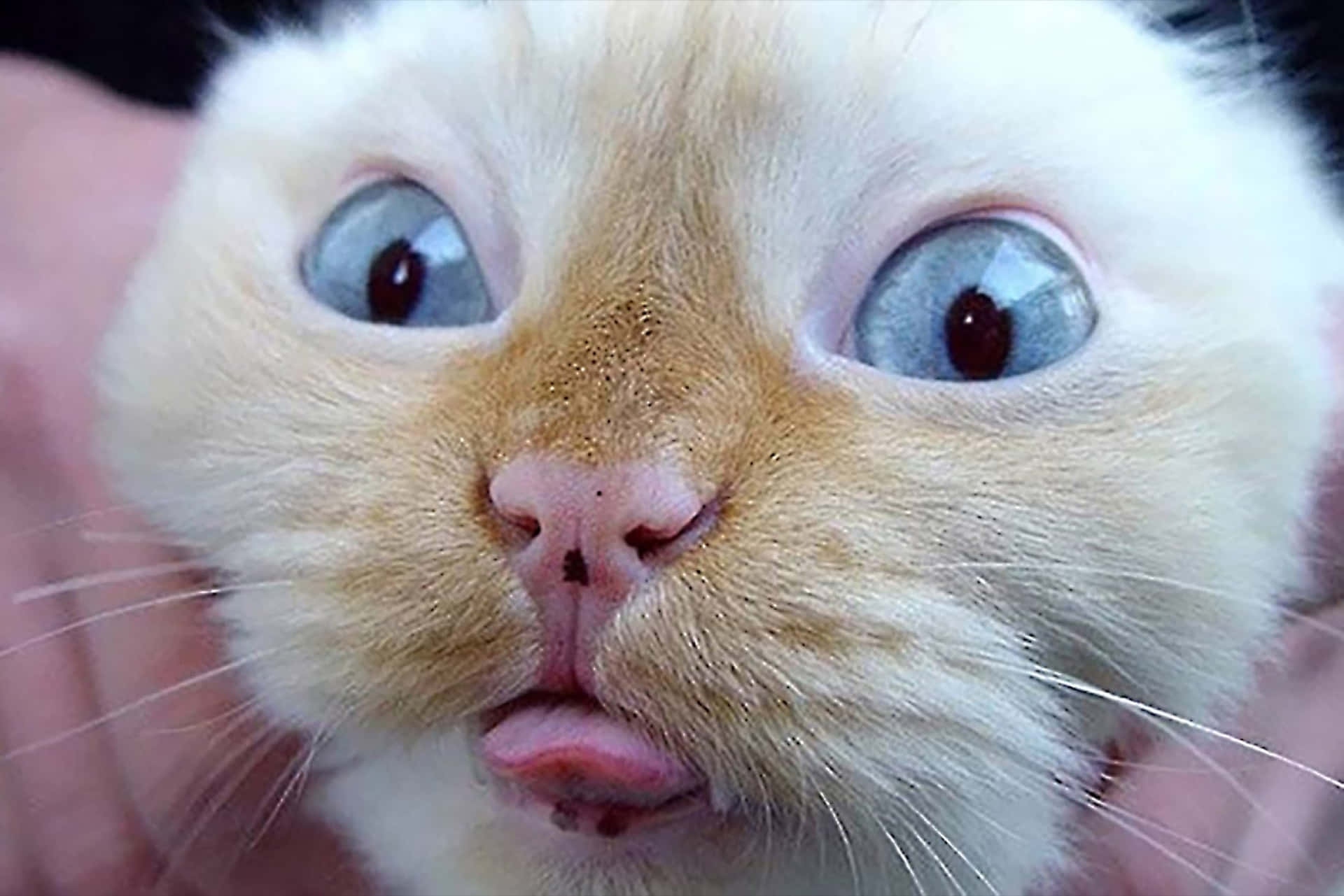 This silly-looking cat will make you laugh out loud!