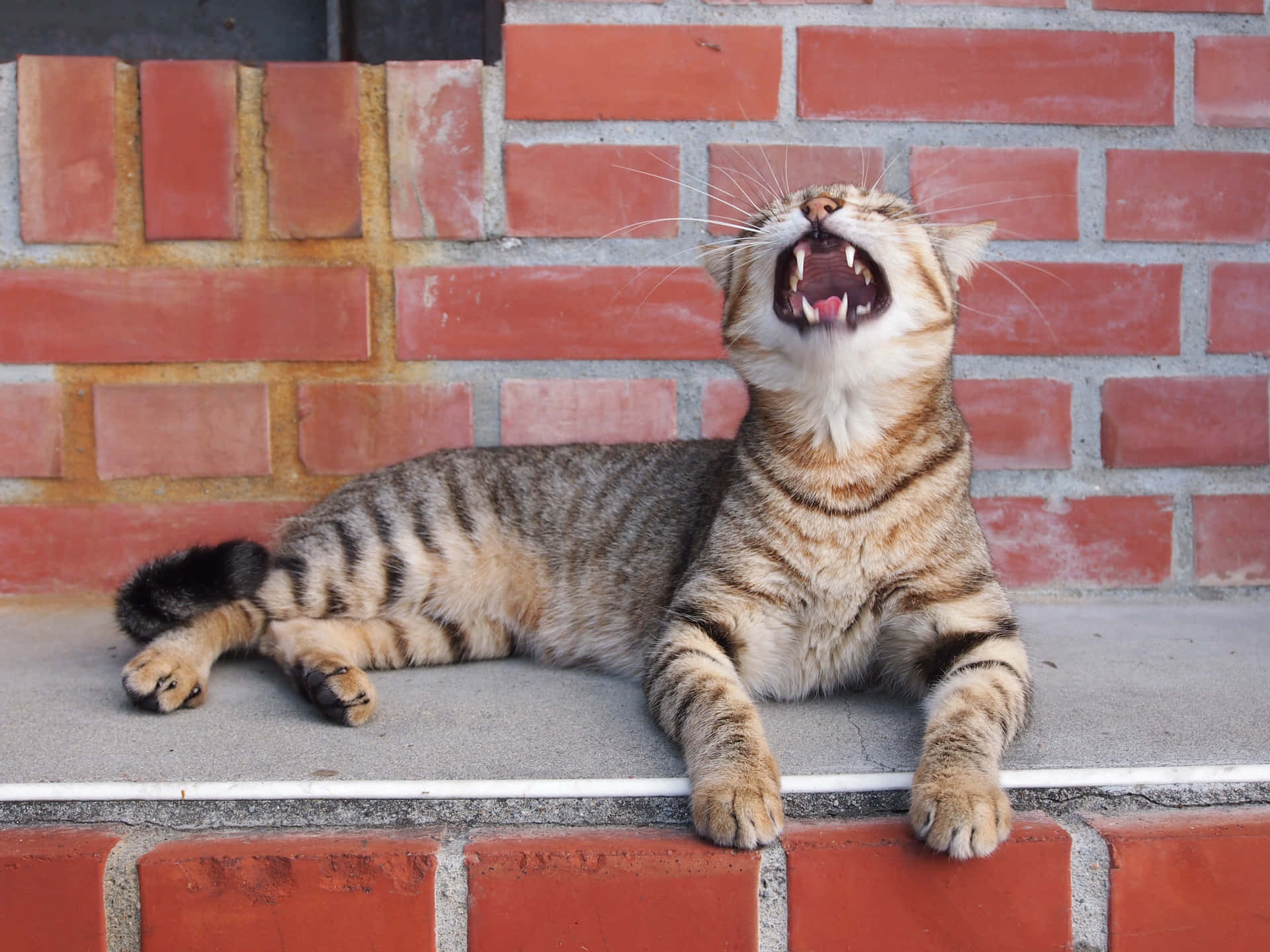 Sillycat Chillin' = Korkad Katt Som Kopplar Av
