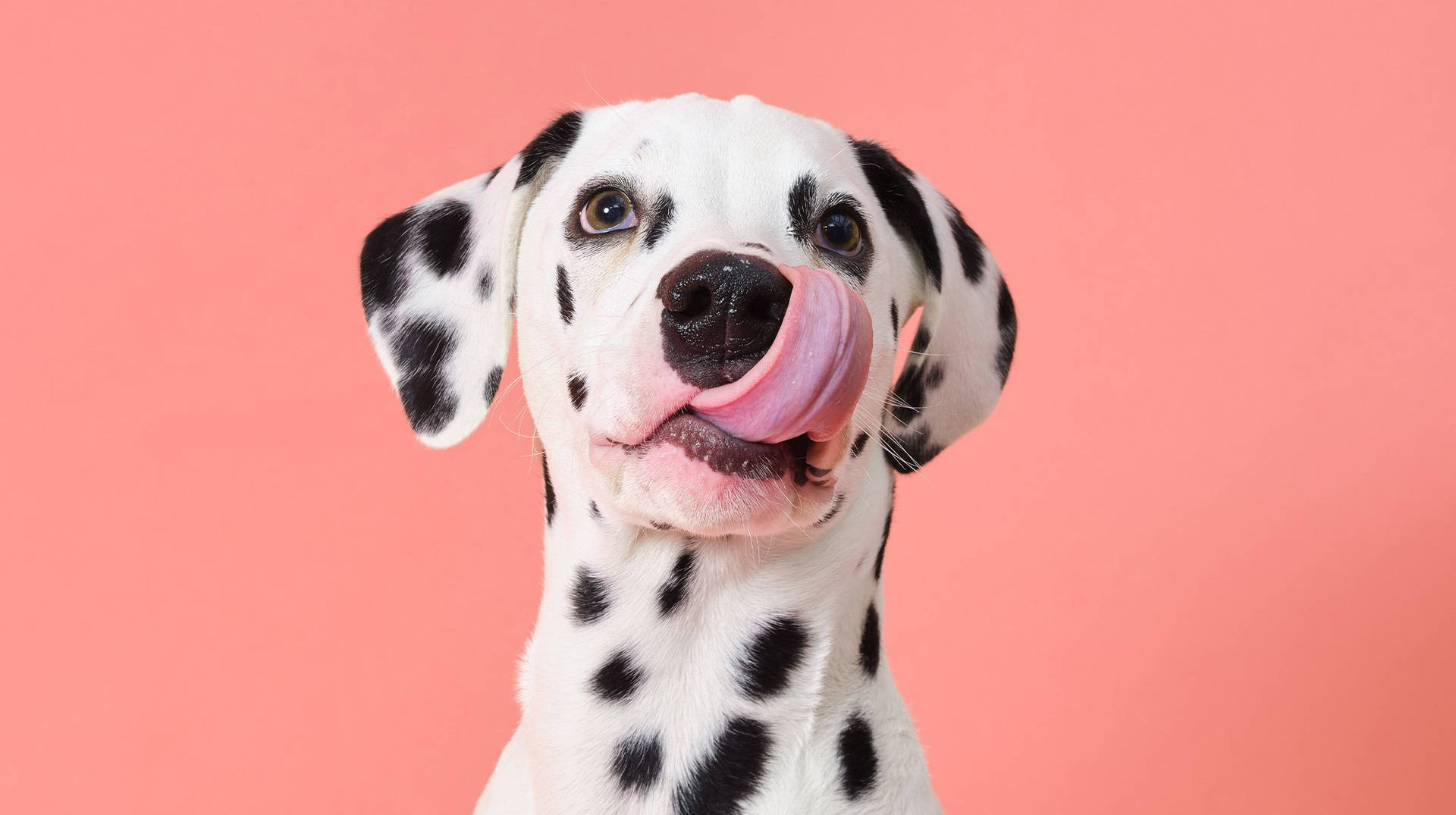 Silly Dalmatian Tongue Out