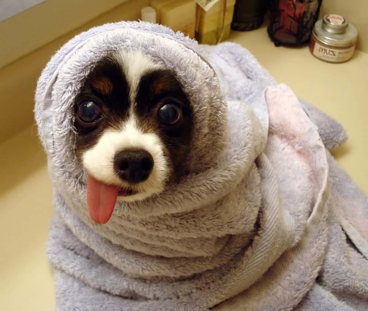 A Dog Is Wrapped In A Towel