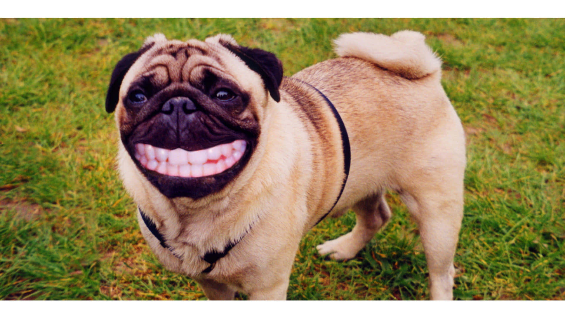 A Pug Dog With A Fake Smile