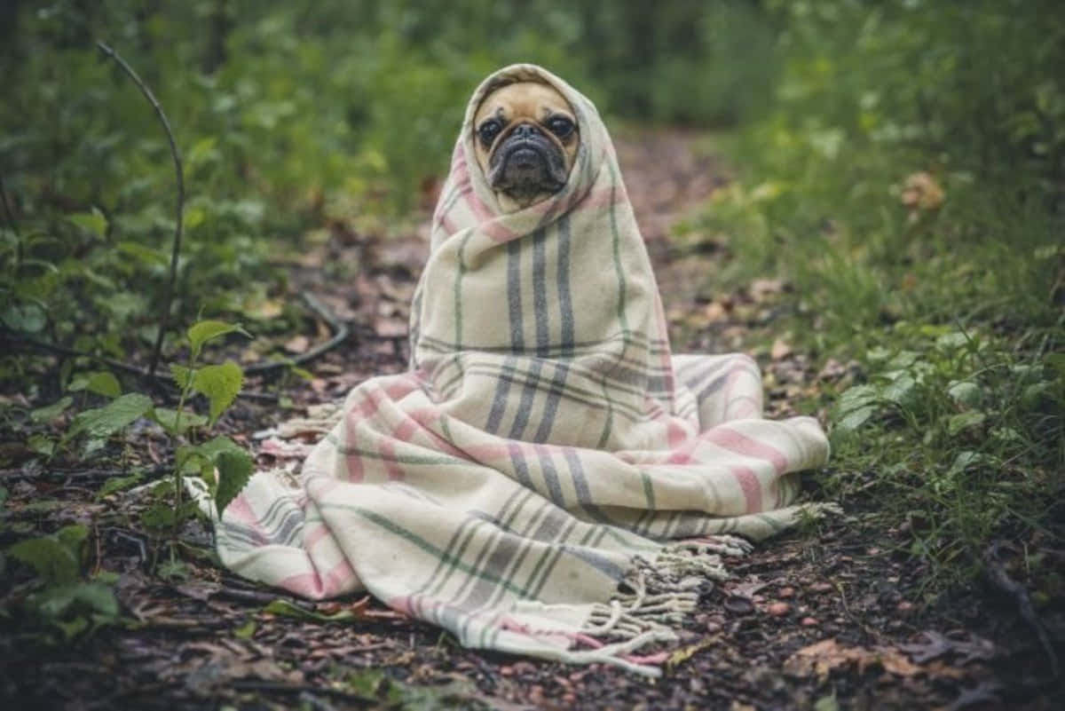 Silly Pug Wrapped Up Pictures