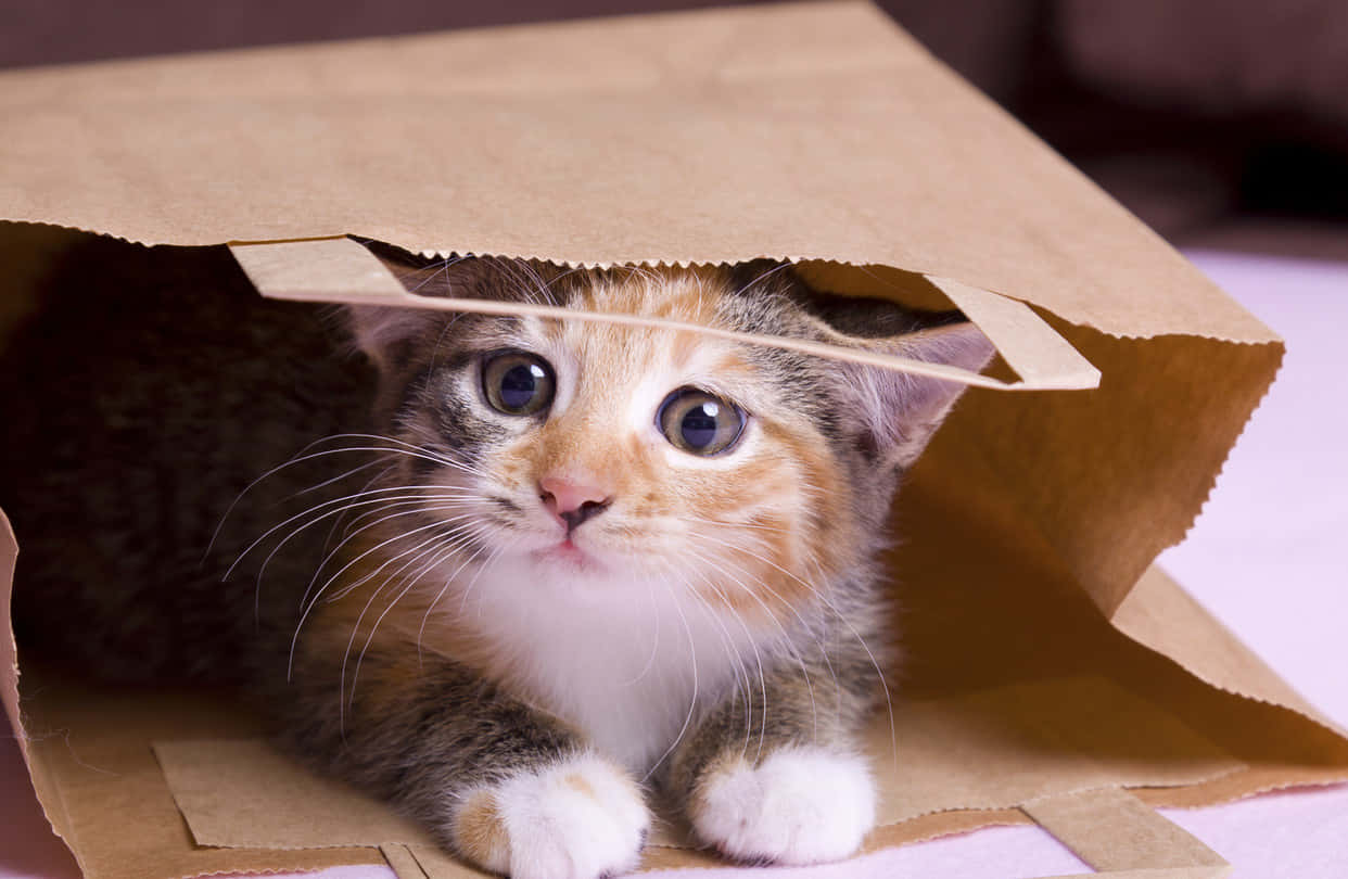 Silly Cat In Paper Bag Pictures