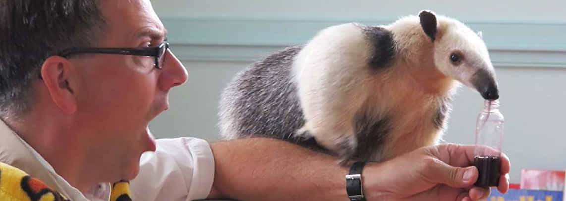 Hand Feeding Silly Tamandua Pictures