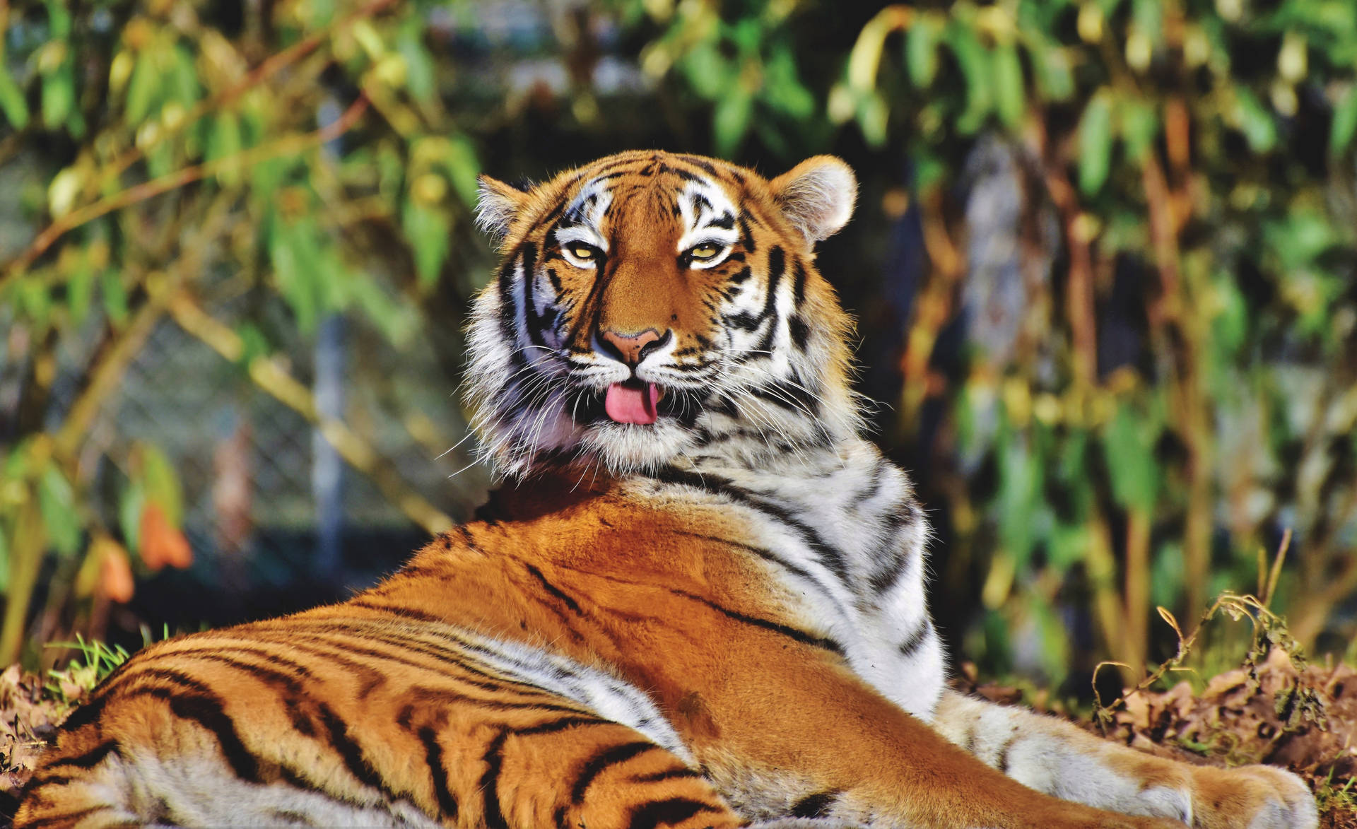 Silly Wildlife Grimace Tiger Hd Wallpaper