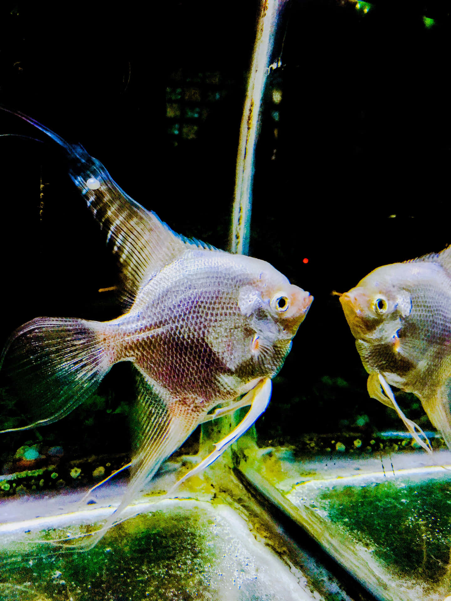 Silver Angelfish Aquarium Display.jpg Wallpaper