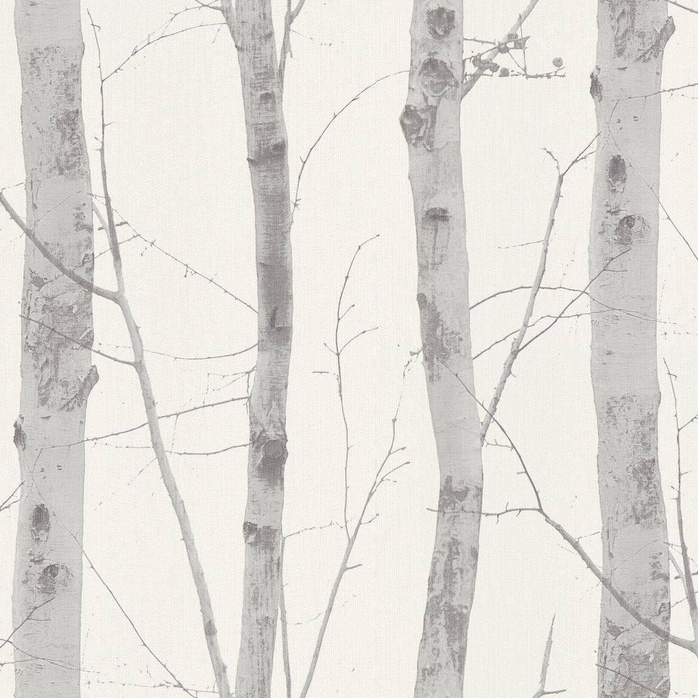 Silver Birch Tree Art