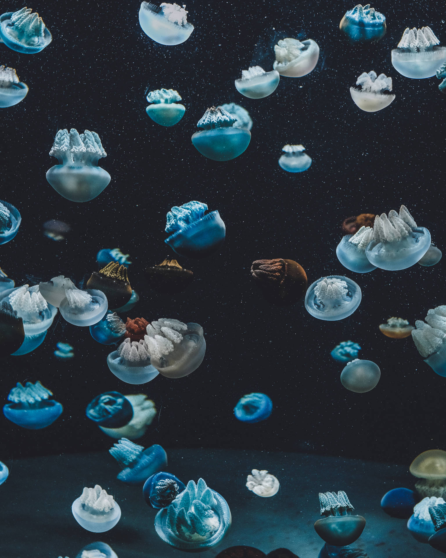 Silver Blue Jellyfish In Underwater World
