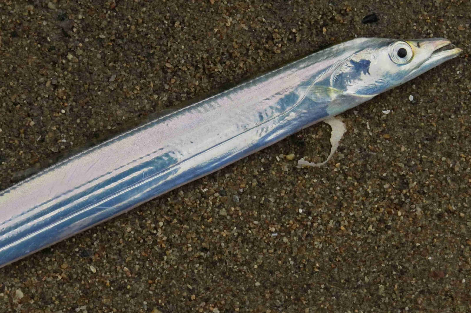 Silver Cutlassfish On Sand Wallpaper