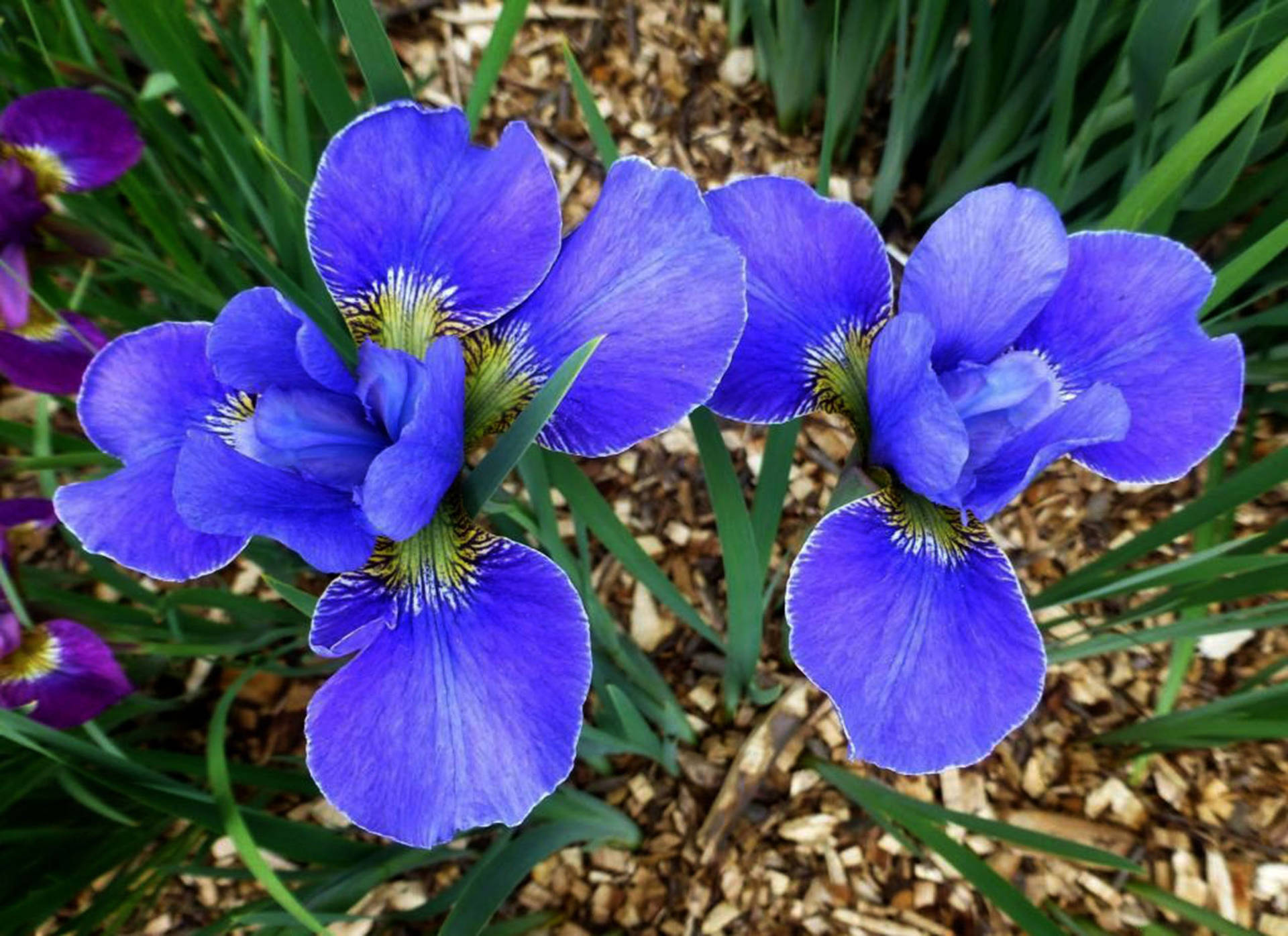 Floresde Iris De Borde Plateado Fondo de pantalla