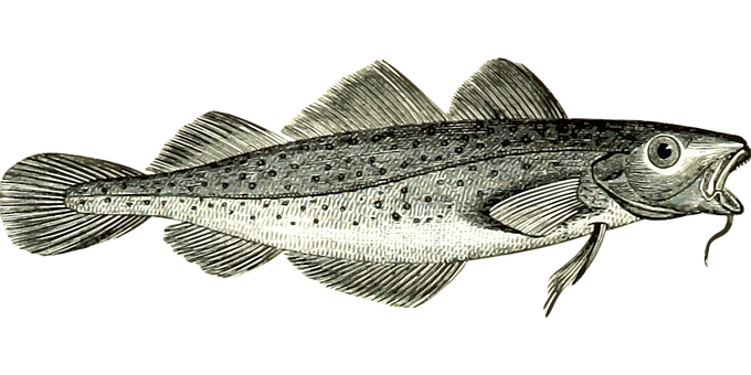 Silver Fish Illustration PNG