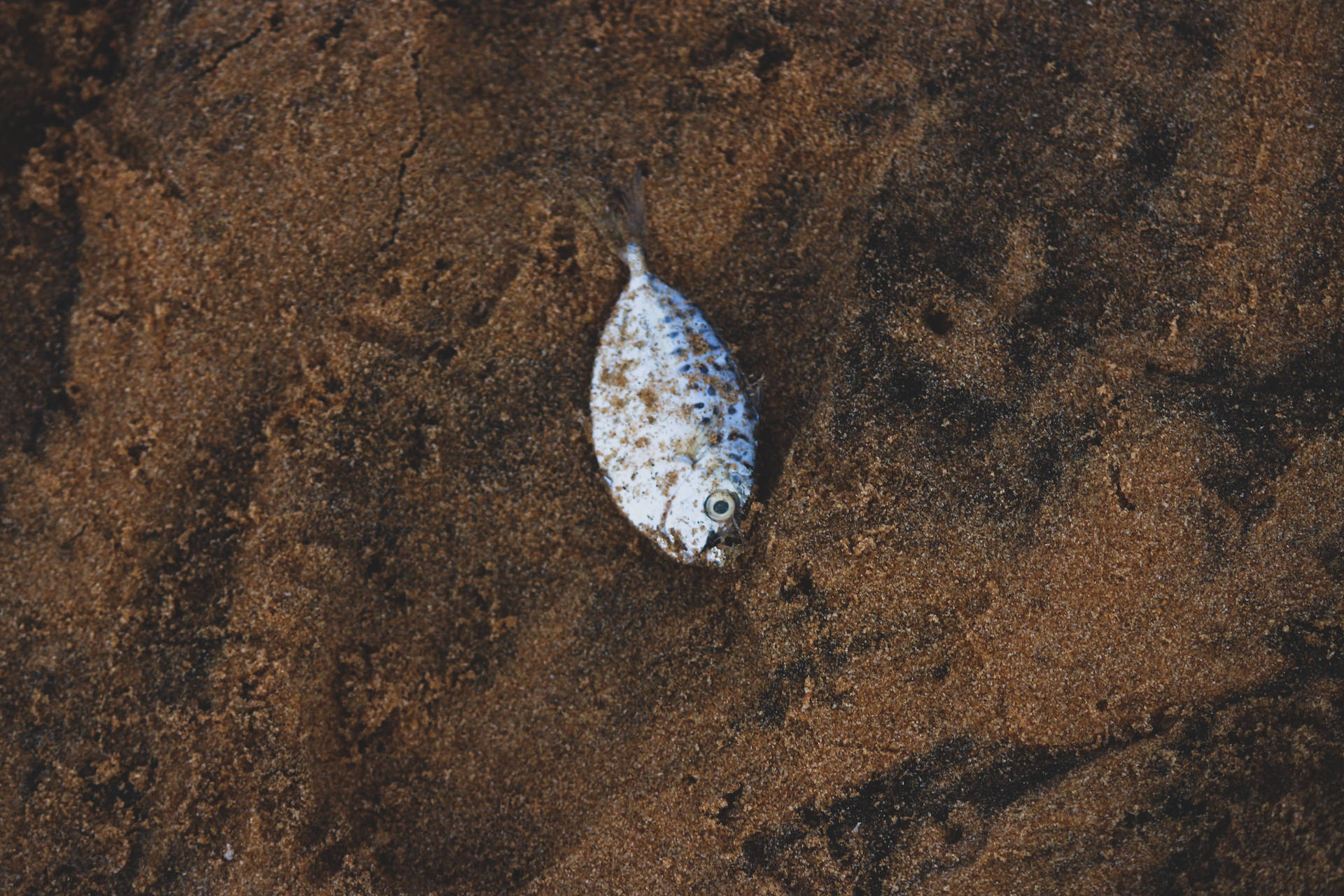 Silver Flounder Trapped In Soil Wallpaper