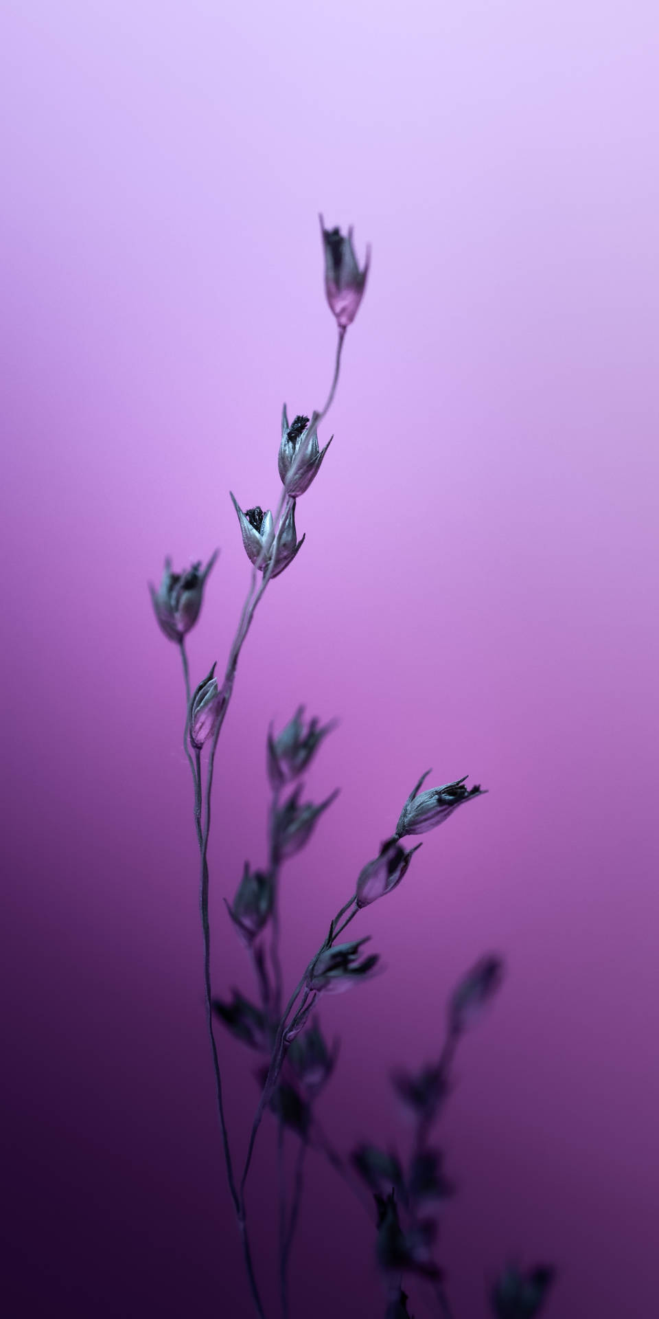 Silverhairgrass-växter Blommar Knoppar På Dator- Eller Mobilbakgrundsbilden. Wallpaper