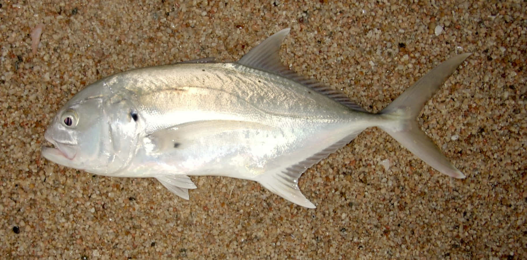 Silver Jack Fish On Sand Wallpaper