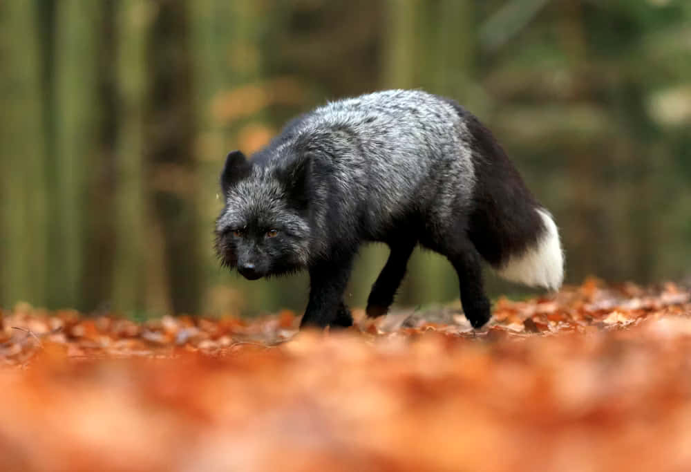 Silver Phase Gray Foxin Autumn Forest Wallpaper