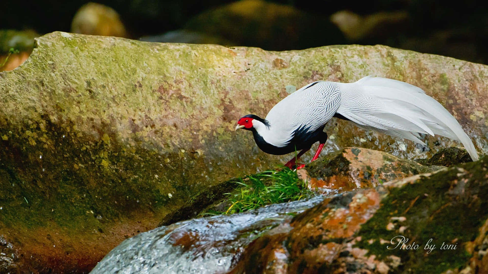 Silver Pheasantby Stream Wallpaper