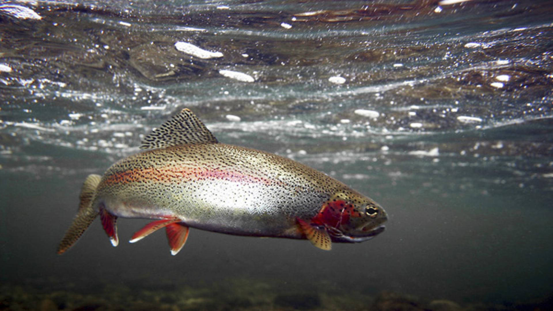 Silver Red Trout Wallpaper