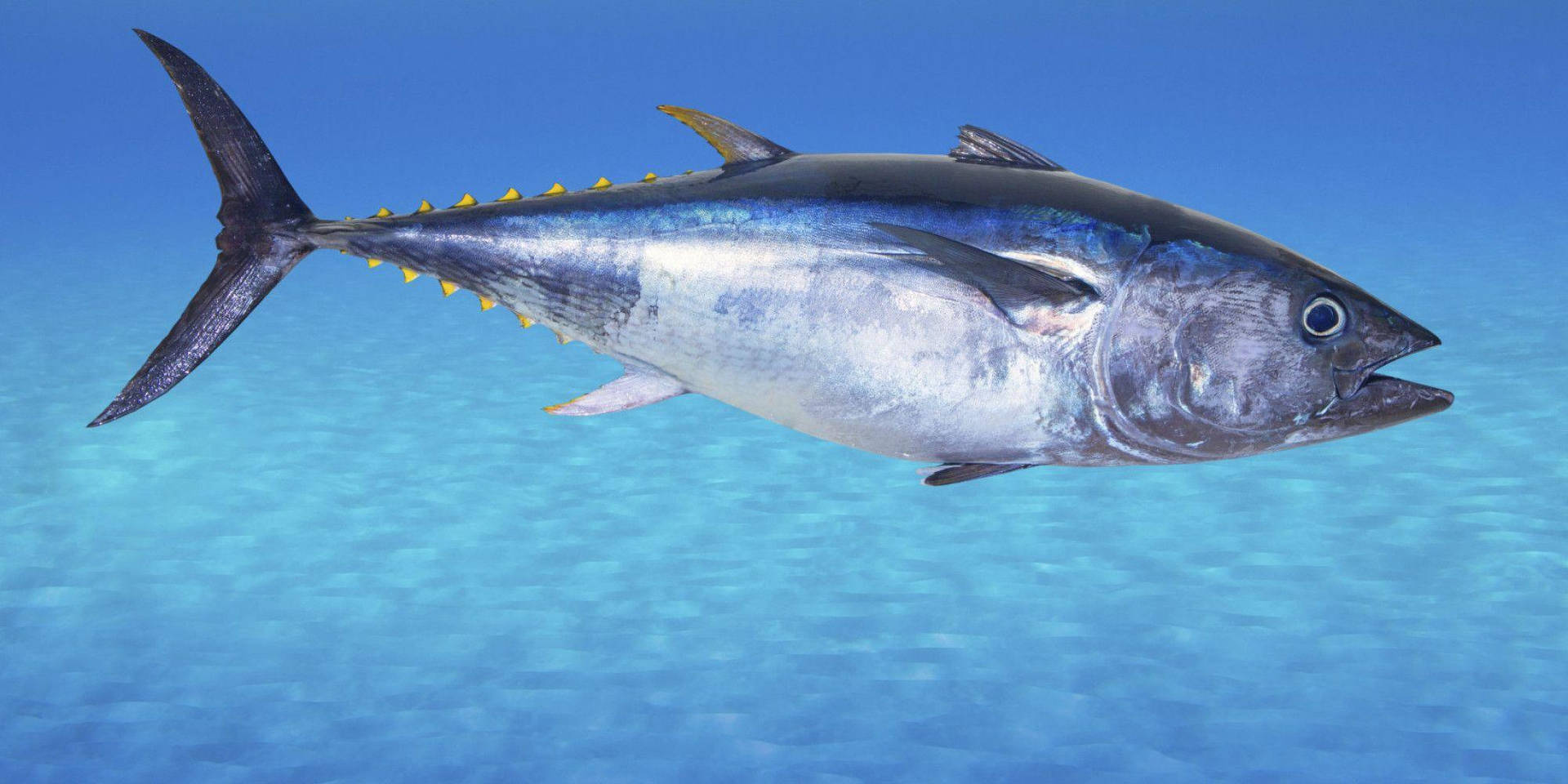 Silverscaled Bluefin Tuna: Silver-skalad Blåfenad Tonfisk Wallpaper
