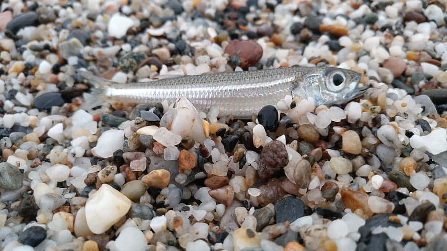 Ikan Smelt Perak Di Pantai Kerikil Wallpaper