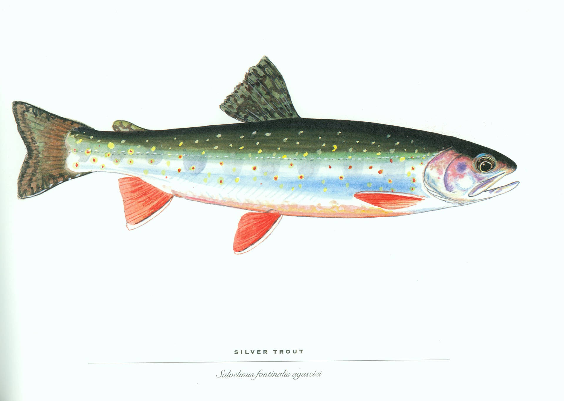 Silver Trout Fish Wallpaper