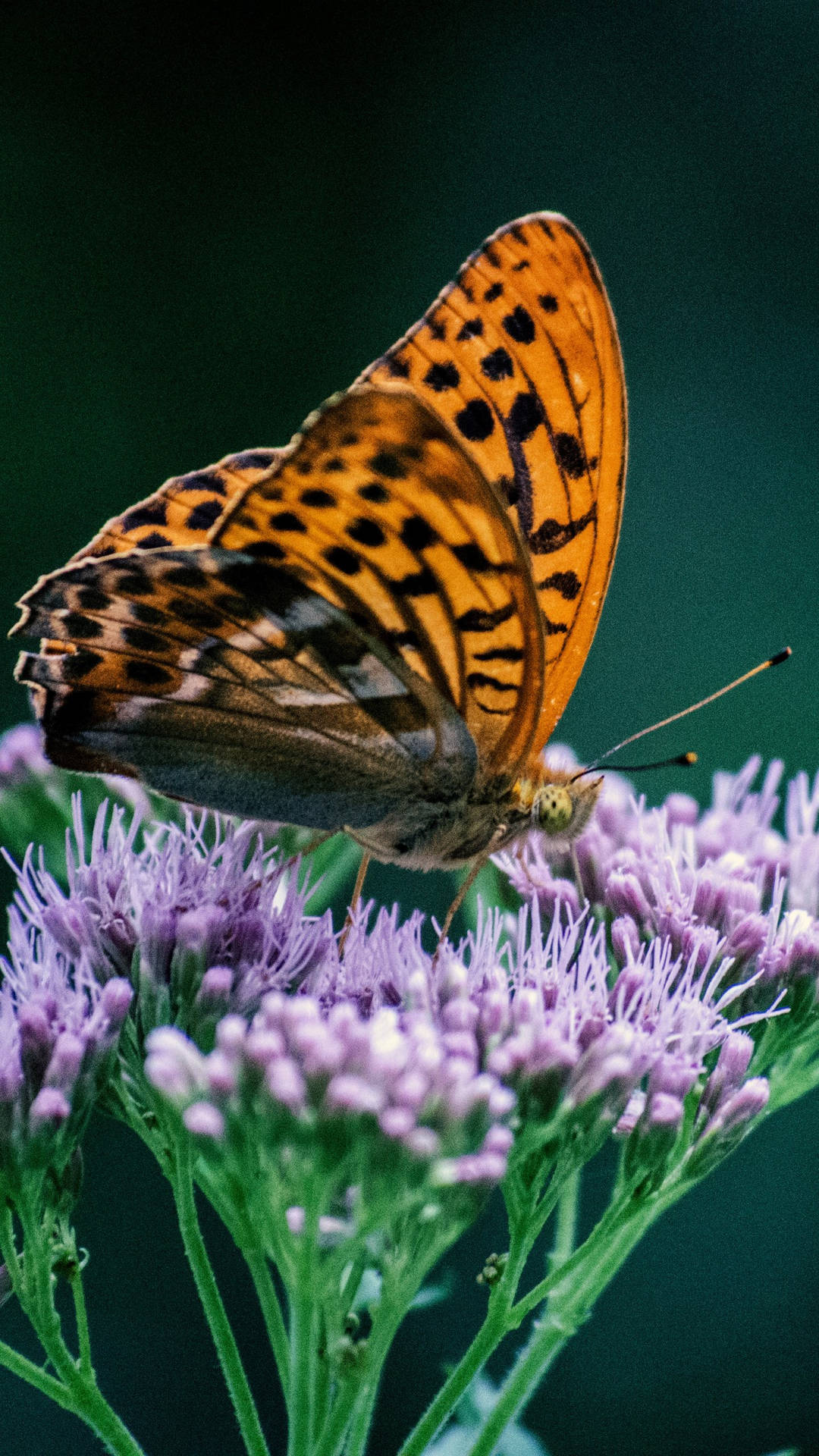 Silver-washed Fritillary Butterfly On Flower Wallpaper