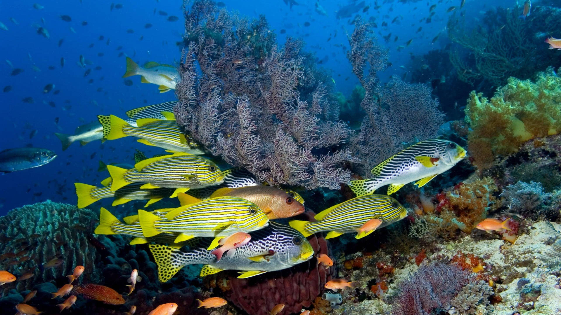 Silver Yellow Tropical Fish Wallpaper