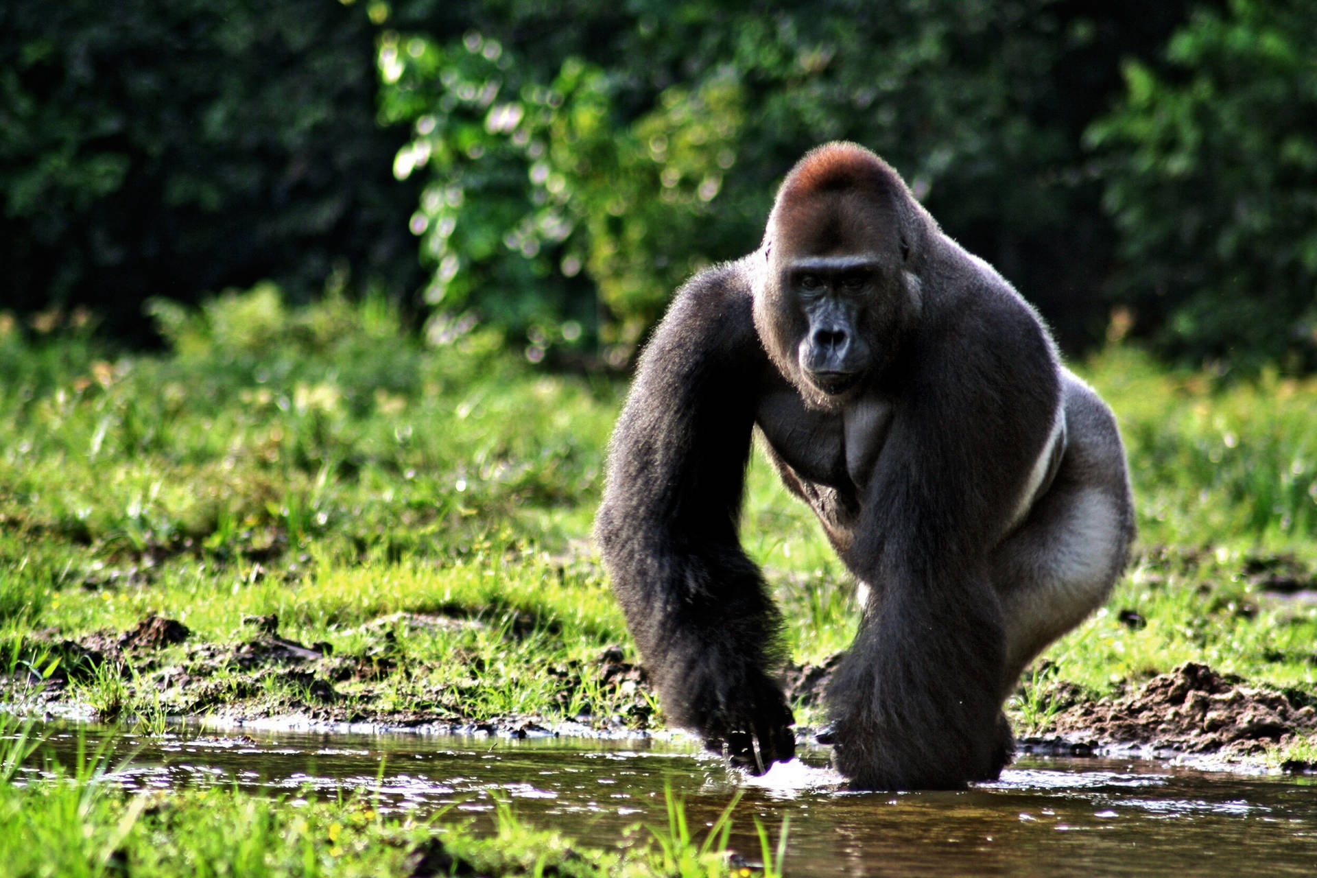 Silverback Gorilla, som løber gennem jungle Wallpaper