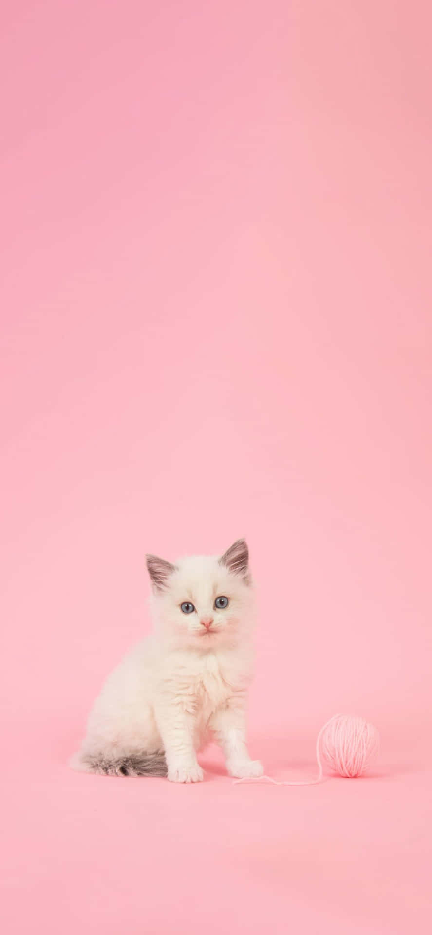 2200+ Cute HD Wallpapers and Backgrounds