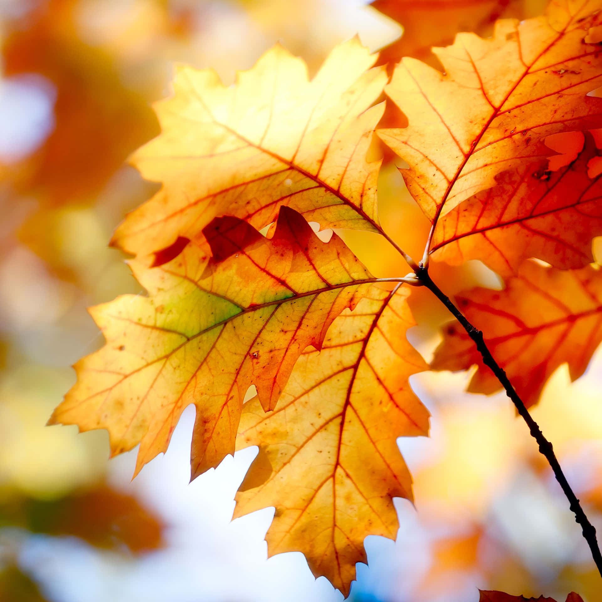 Glæd dig over den simple skønhed af efterårsblade. Wallpaper