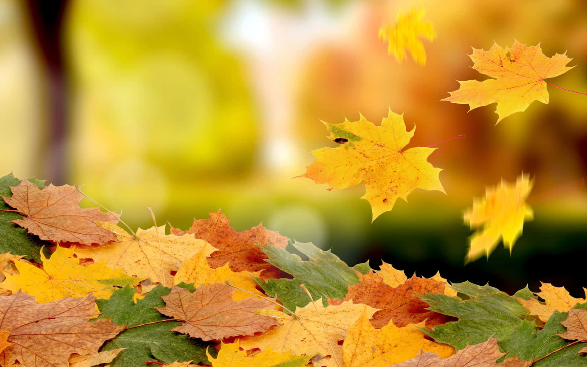 Enjoy the beauty of the simple autumn. Wallpaper