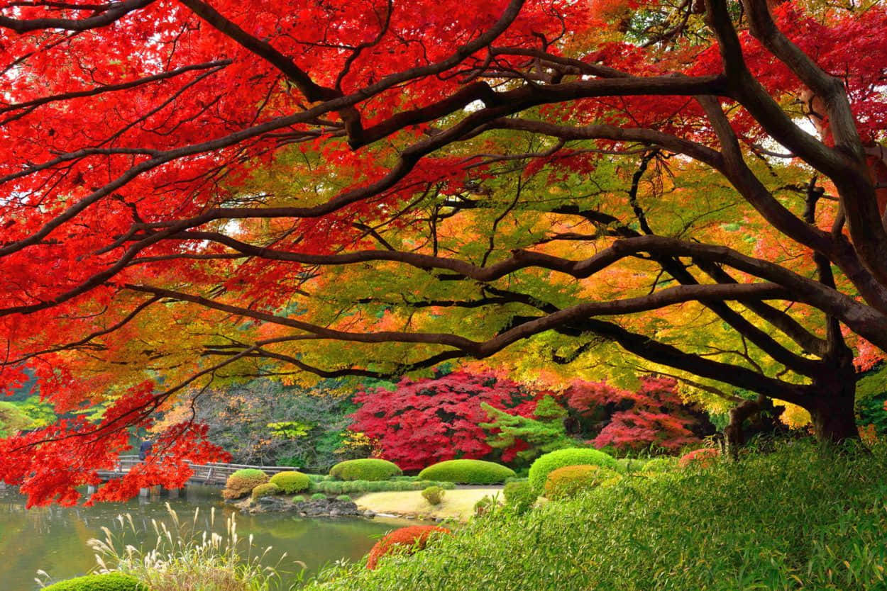 Nyd den naturlige skønhed af et enkelt efterårsscene Wallpaper