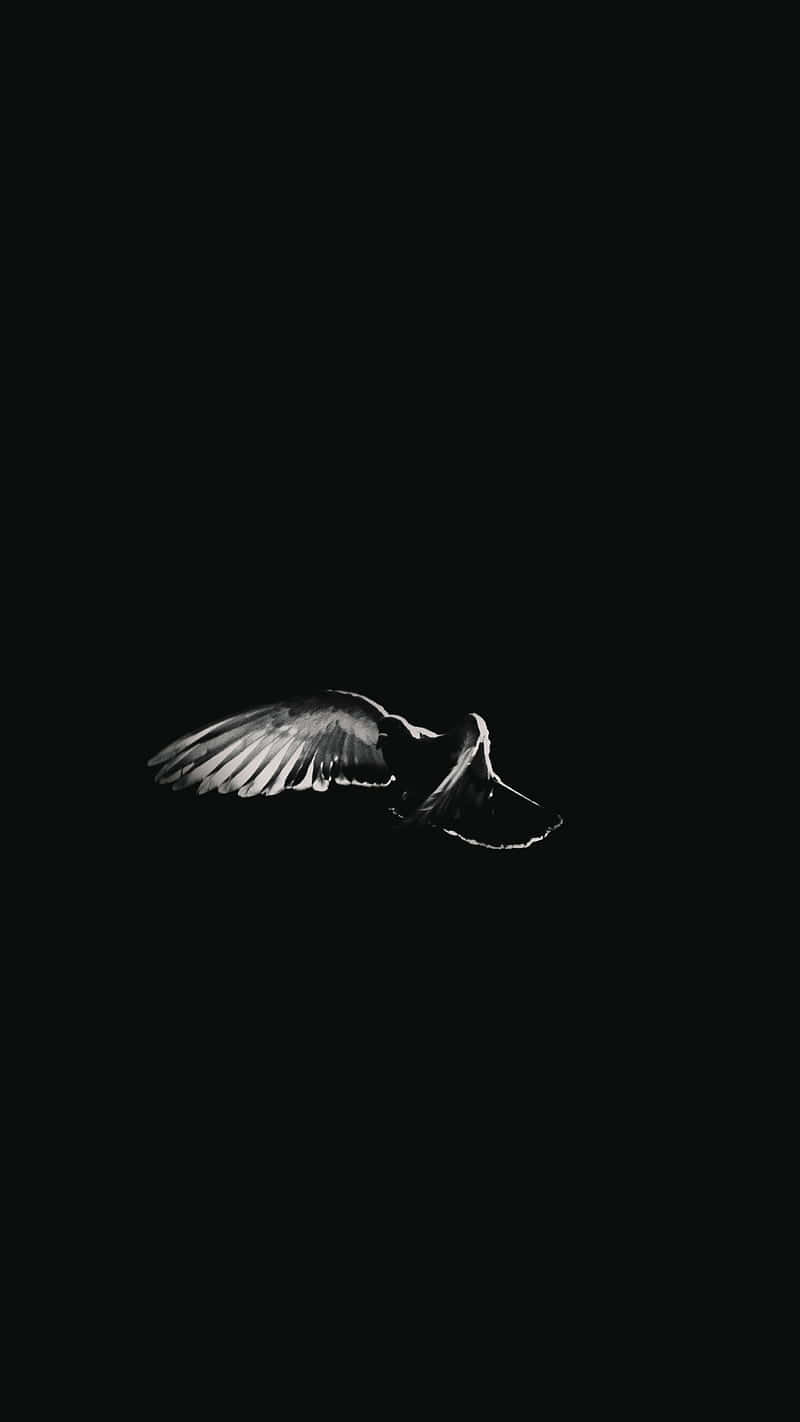 A Black And White Image Of A Bird Flying In The Dark Wallpaper