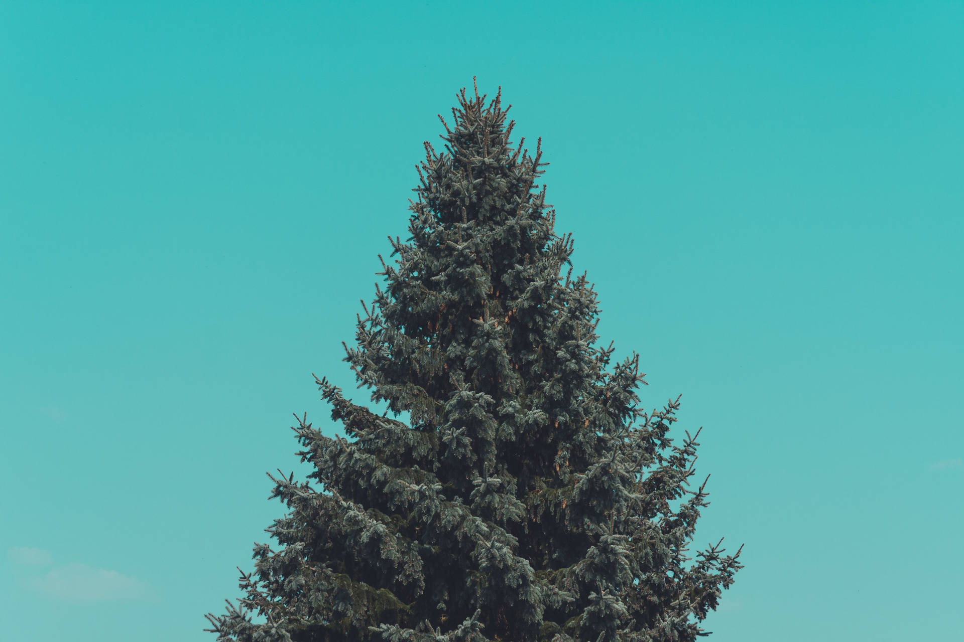 Simple Clean Pine Tree