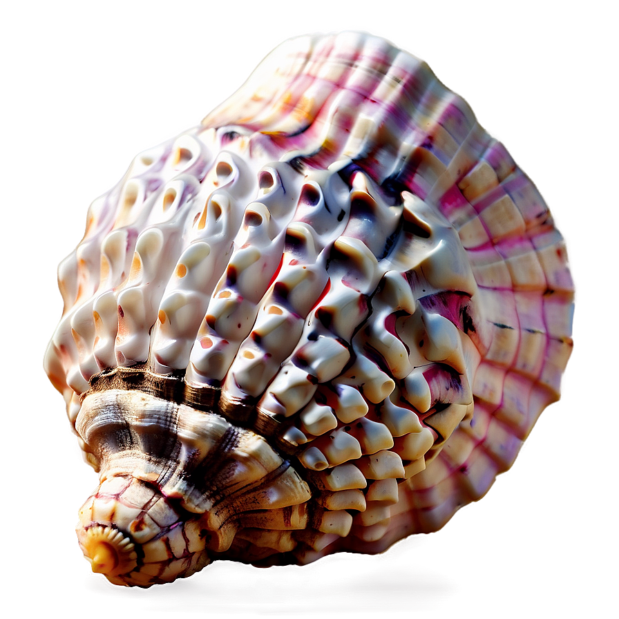 Simple Conch Shell Png Dod PNG