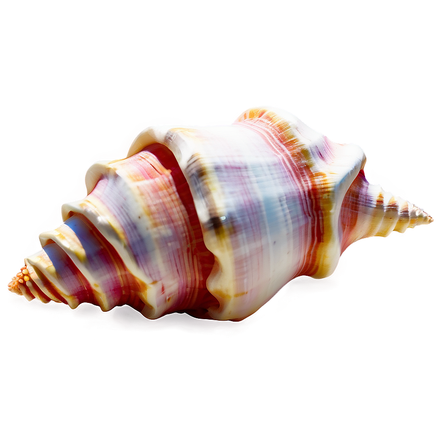 Simple Conch Shell Png Qtr PNG