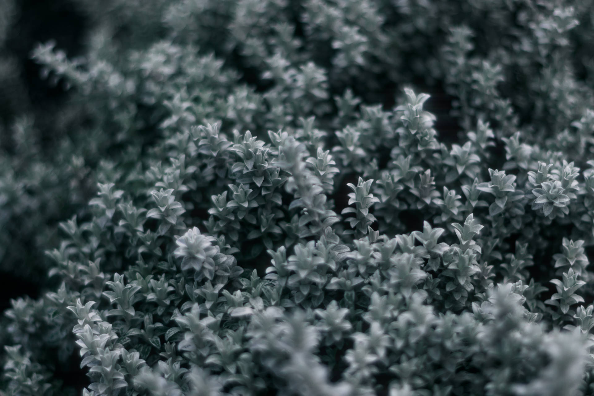 Enkel mørk æstetisk grå planter Wallpaper