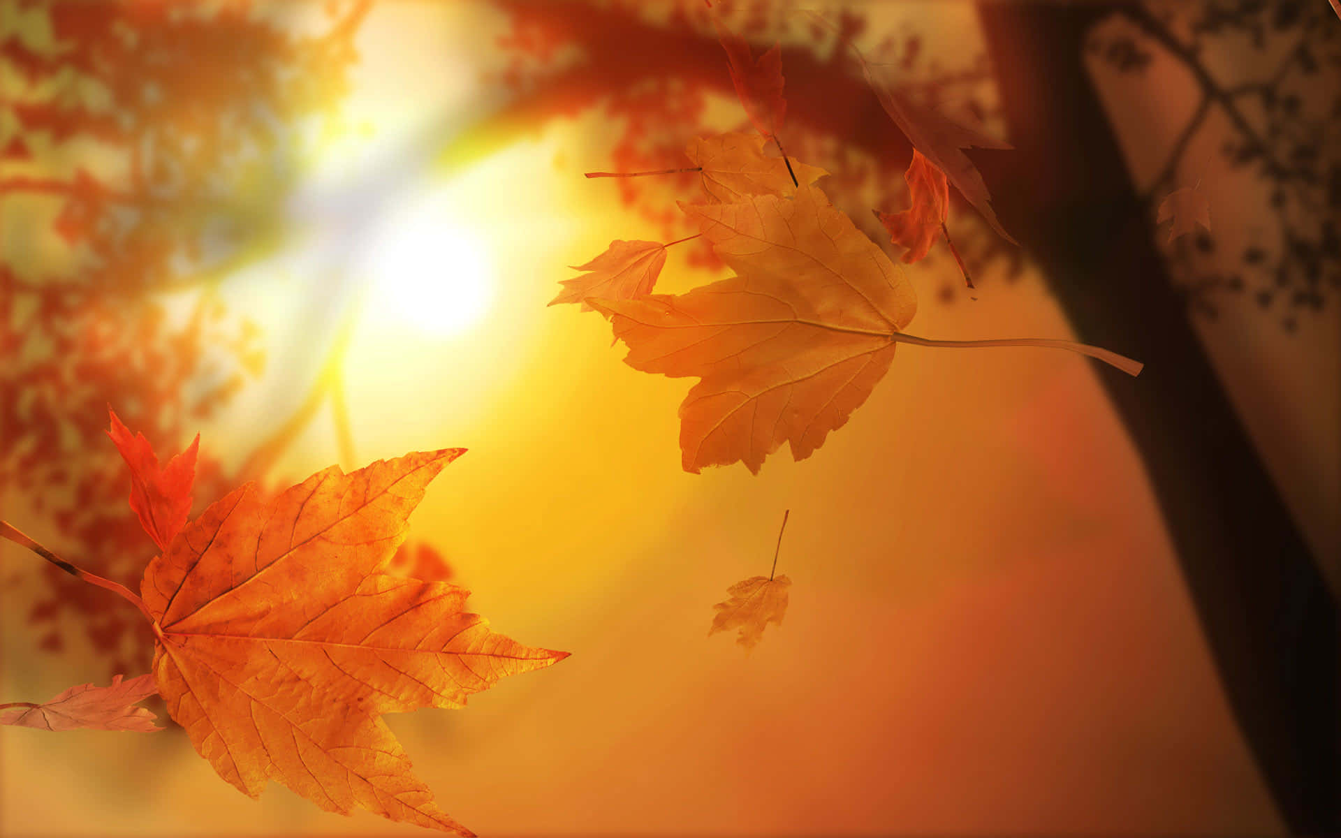 Nyd skønheden af efteråret med en simpel gåtur i naturen. Wallpaper