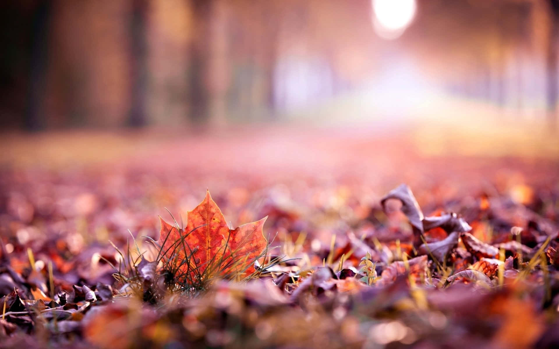 Herbstblätterauf Dem Boden Wallpaper
