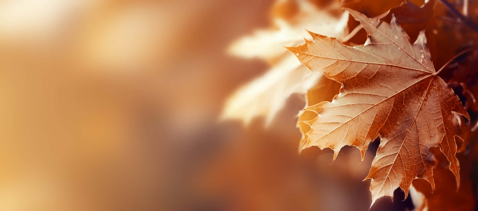 Celebrate the Beauty of Fall Wallpaper