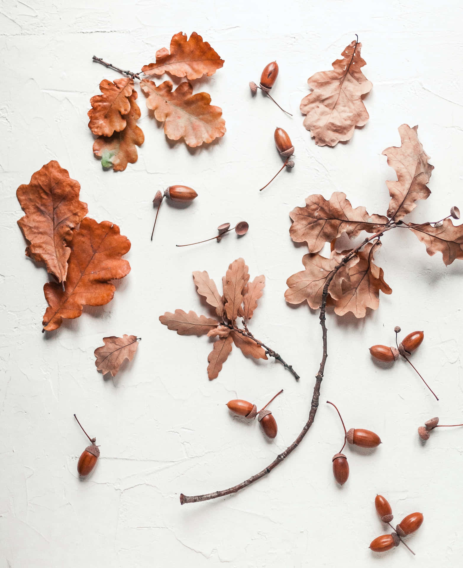 Dieschönheit Des Herbstes Ist Unverkennbar. Wallpaper