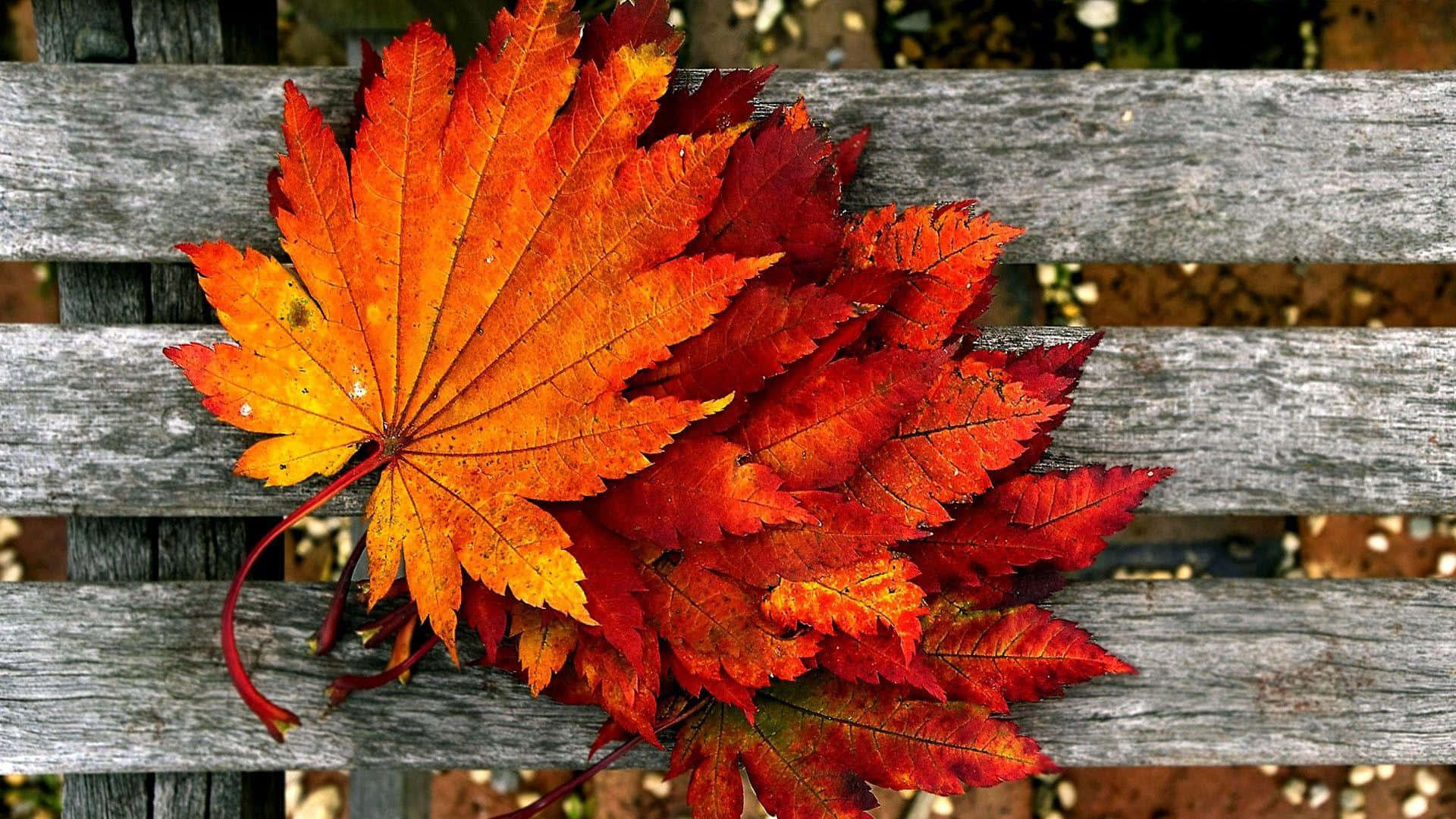 Simple Fall Wooden Background Wallpaper