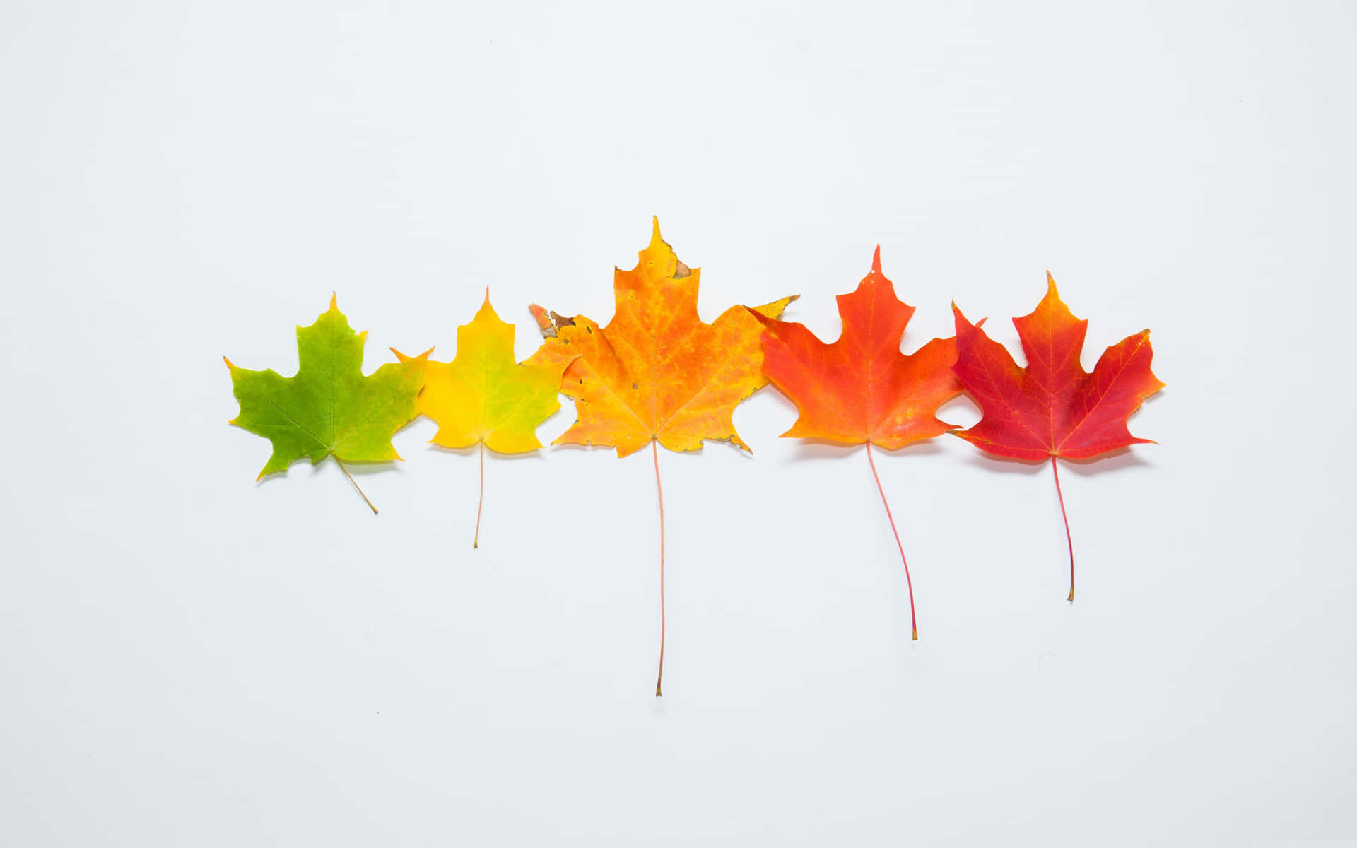 Simple Fall Different Colors Wallpaper