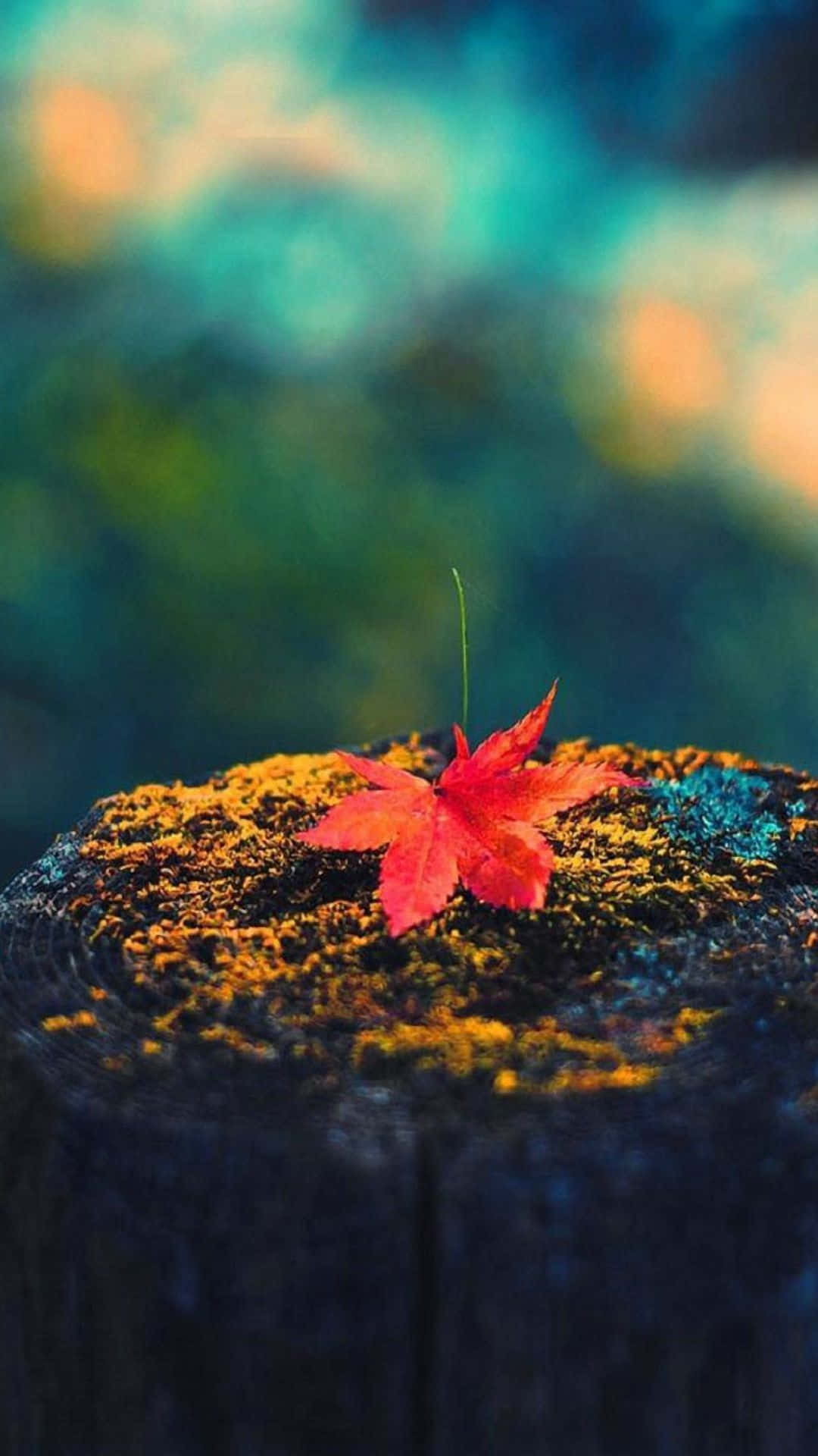 Simple Fall Leaf Blurred Wallpaper