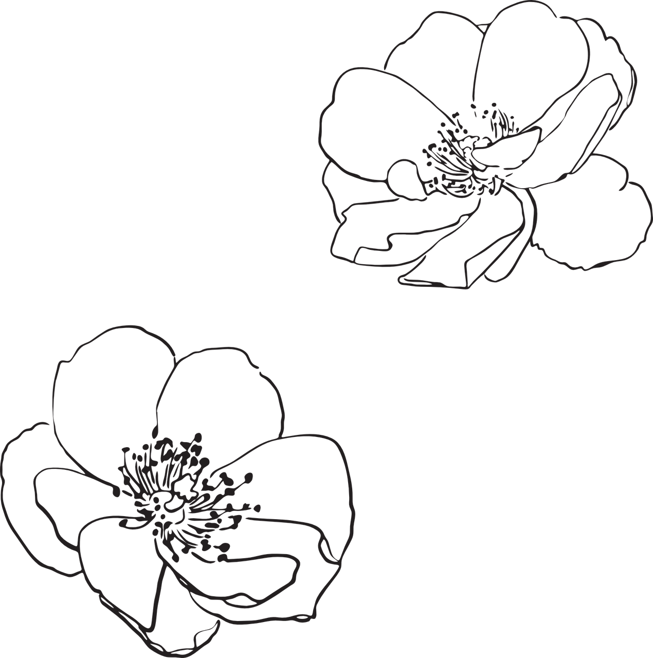Simple Floral Sketches.png PNG