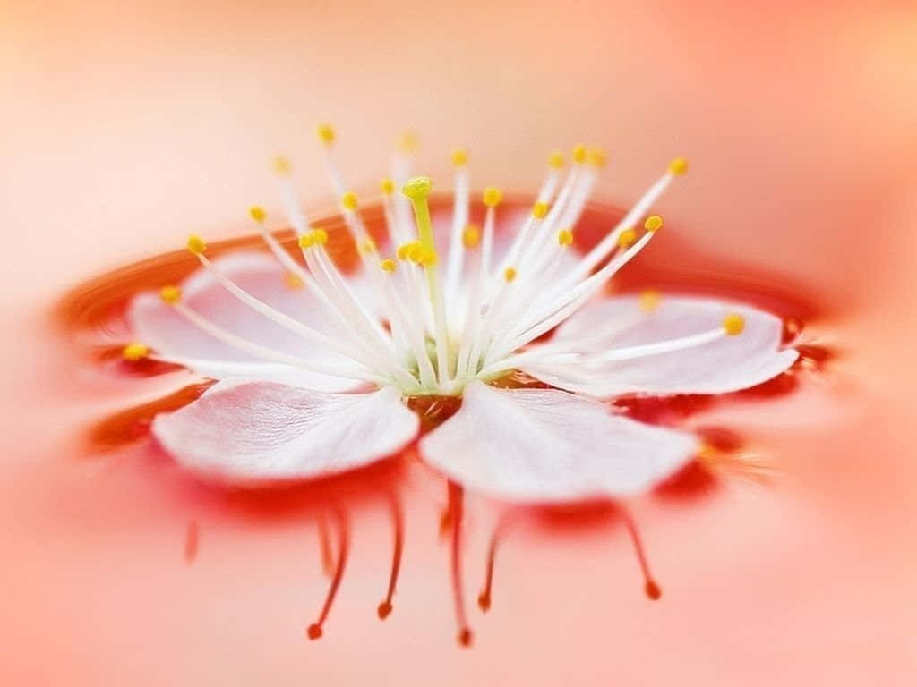simple flower photography