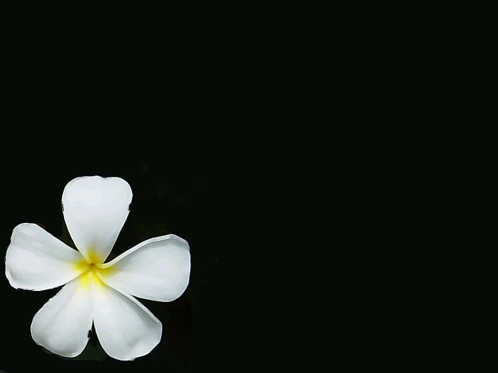Simple Blossoms on White Background
