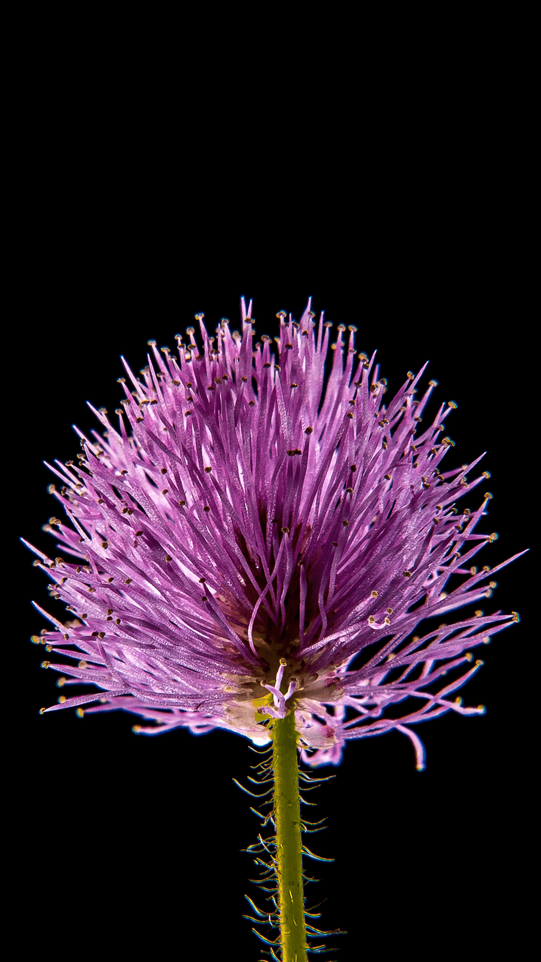 Simple Flower 1080 X 1920 Background